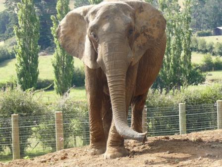 Jumbo retires at Franklin Zoo